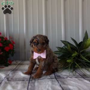 Betty, Mini Bernedoodle Puppy