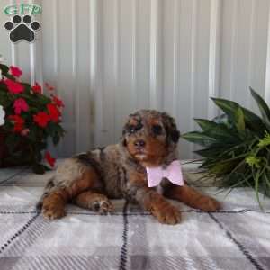 Betty, Mini Bernedoodle Puppy