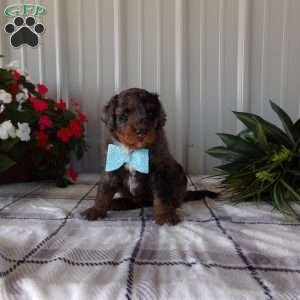 Rory, Mini Bernedoodle Puppy