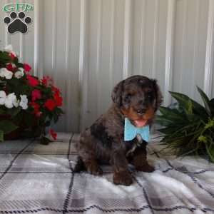 Rory, Mini Bernedoodle Puppy