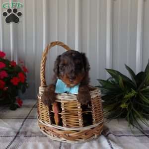 Rory, Mini Bernedoodle Puppy