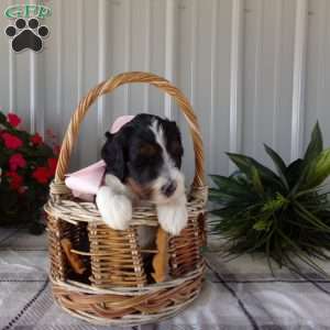 Miss Queen, Mini Bernedoodle Puppy