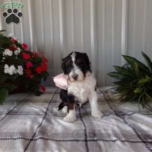 Miss Queen, Mini Bernedoodle Puppy
