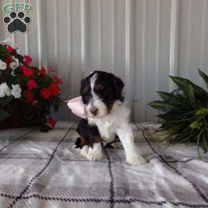 Miss Queen, Mini Bernedoodle Puppy