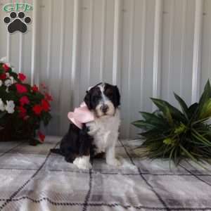 Miss Queen, Mini Bernedoodle Puppy