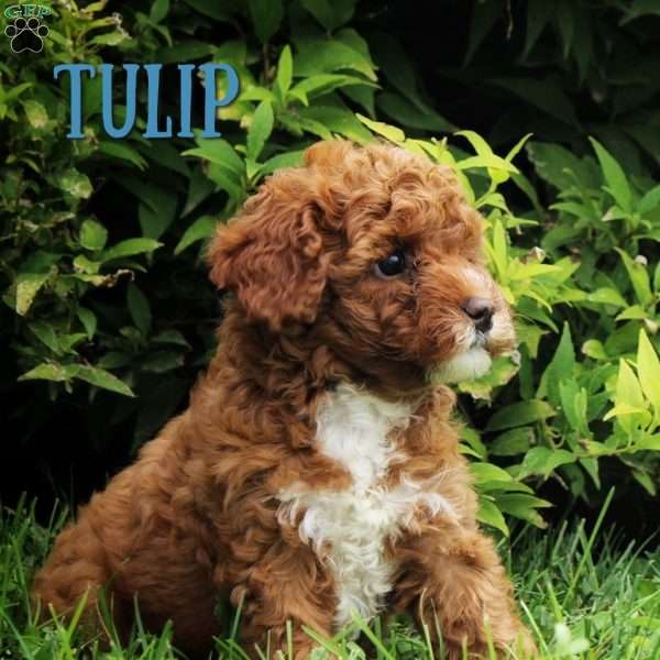 Tulip, Cavapoo Puppy