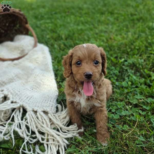 Kylie, Cavapoo Puppy