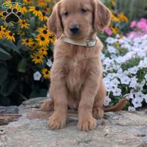 Fancy, Golden Retriever Puppy