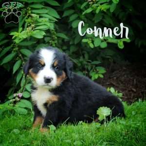 Conner, Bernese Mountain Dog Puppy