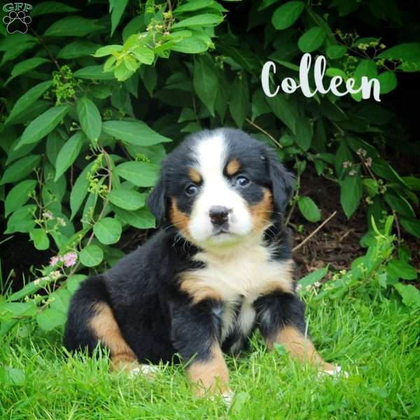 Colleen, Bernese Mountain Dog Puppy