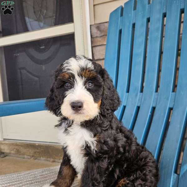 Willow, Bernedoodle Puppy