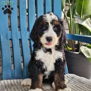 Willow, Bernedoodle Puppy