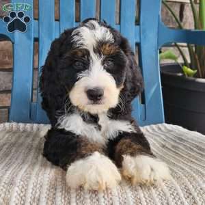 Willow, Bernedoodle Puppy