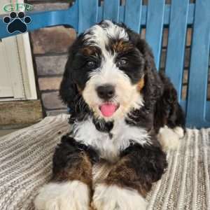 Willow, Bernedoodle Puppy
