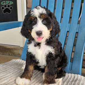Willow, Bernedoodle Puppy