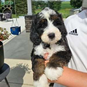 Willow, Bernedoodle Puppy