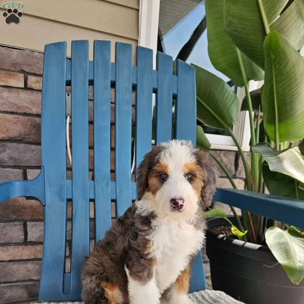 Gracie, Bernedoodle Puppy