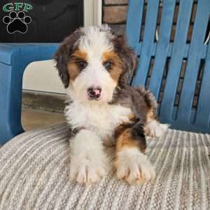 Gracie, Bernedoodle Puppy