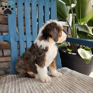Gracie, Bernedoodle Puppy