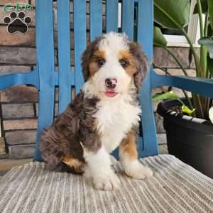 Gracie, Bernedoodle Puppy