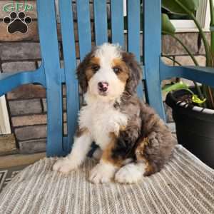 Gracie, Bernedoodle Puppy