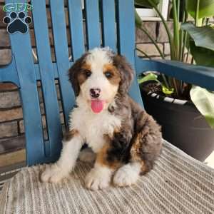 Gracie, Bernedoodle Puppy