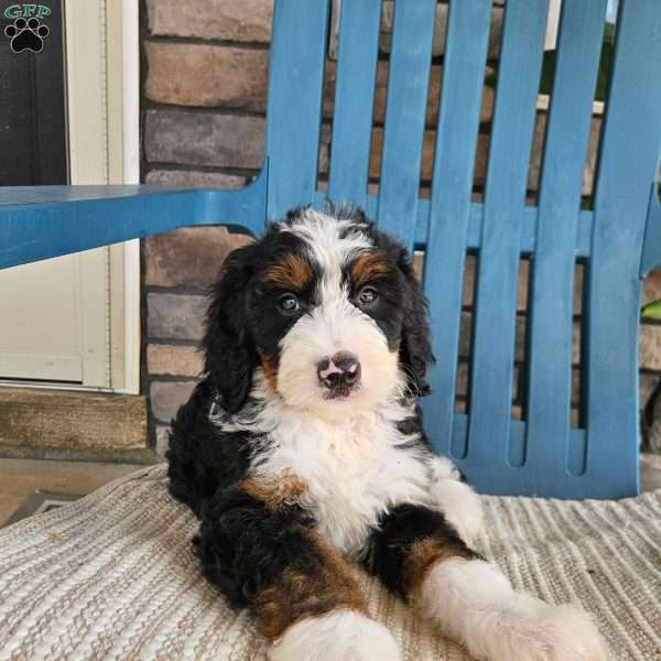Jasper, Bernedoodle Puppy