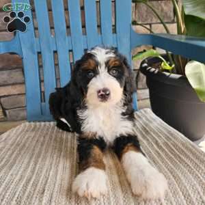 Jasper, Bernedoodle Puppy