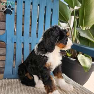 Jasper, Bernedoodle Puppy