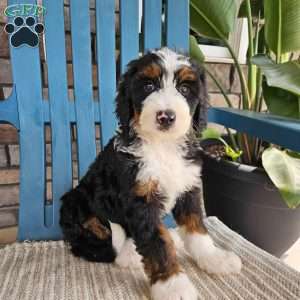 Jasper, Bernedoodle Puppy