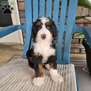 Jasper, Bernedoodle Puppy