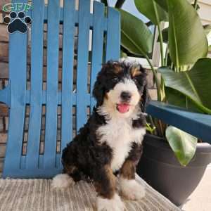 Koda, Bernedoodle Puppy