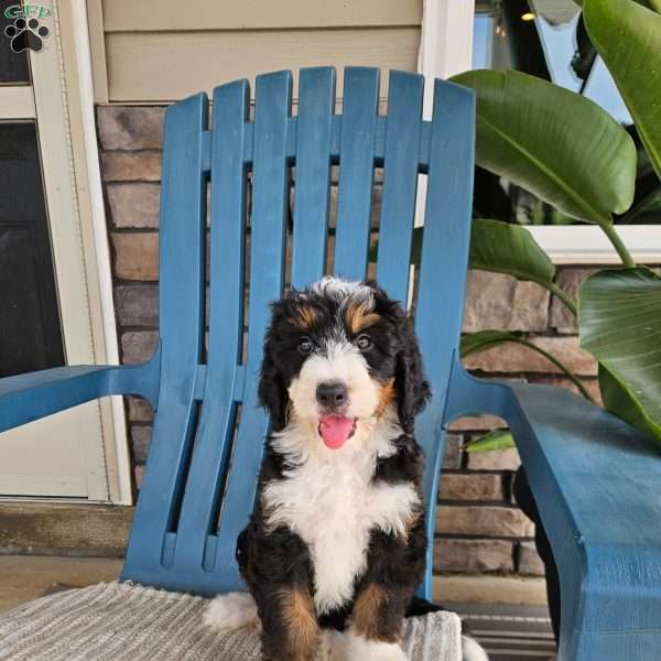 Koda, Bernedoodle Puppy