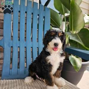 Koda, Bernedoodle Puppy
