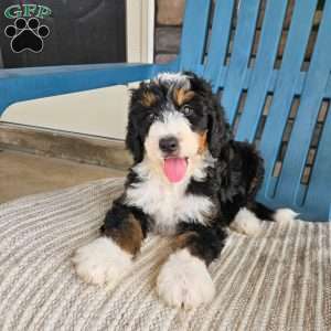 Koda, Bernedoodle Puppy