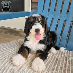 Koda, Bernedoodle Puppy