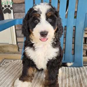 Rosco, Bernedoodle Puppy
