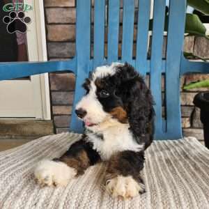 Rosco, Bernedoodle Puppy