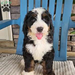 Rosco, Bernedoodle Puppy