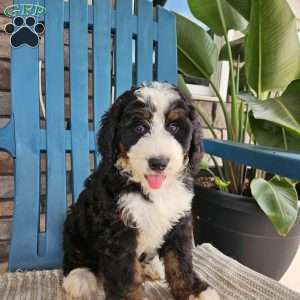 Rosco, Bernedoodle Puppy