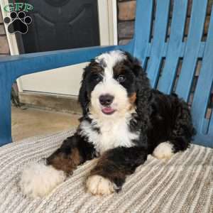 Rosco, Bernedoodle Puppy