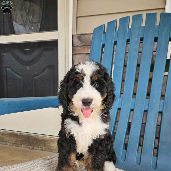 Rosco, Bernedoodle Puppy
