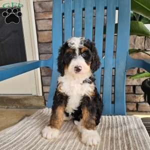 Abby, Bernedoodle Puppy