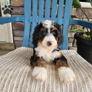Abby, Bernedoodle Puppy