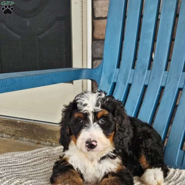 Abby, Bernedoodle Puppy