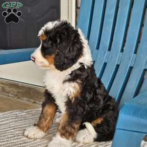 Abby, Bernedoodle Puppy