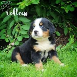 Colleen, Bernese Mountain Dog Puppy