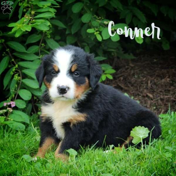 Conner, Bernese Mountain Dog Puppy