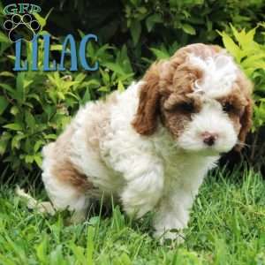 Lilac, Cavapoo Puppy