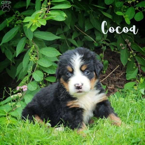Cocoa, Bernese Mountain Dog Puppy